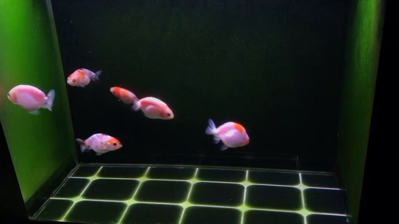 山東觀賞魚批發市場地址（ 山東最大的魚市）