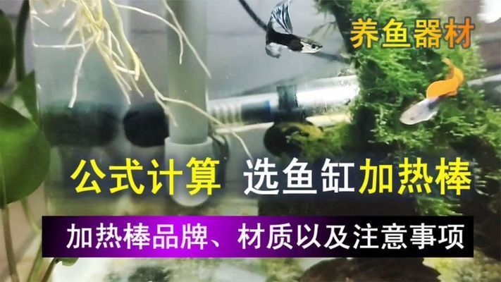 如何選擇適合金龍魚的加熱棒：金龍魚魚缸加熱棒