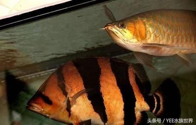 動物世界魚類觀賞魚有哪些（一些常見的觀賞魚種類及其特點）