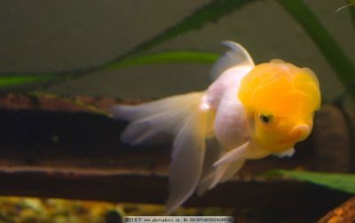 動物世界魚類觀賞魚有哪些（一些常見的觀賞魚種類及其特點）