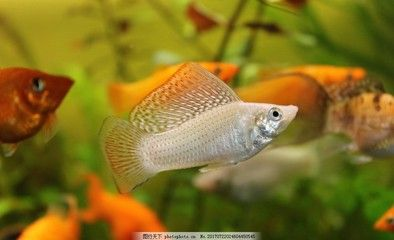 動物世界魚類觀賞魚有哪些（一些常見的觀賞魚種類及其特點）