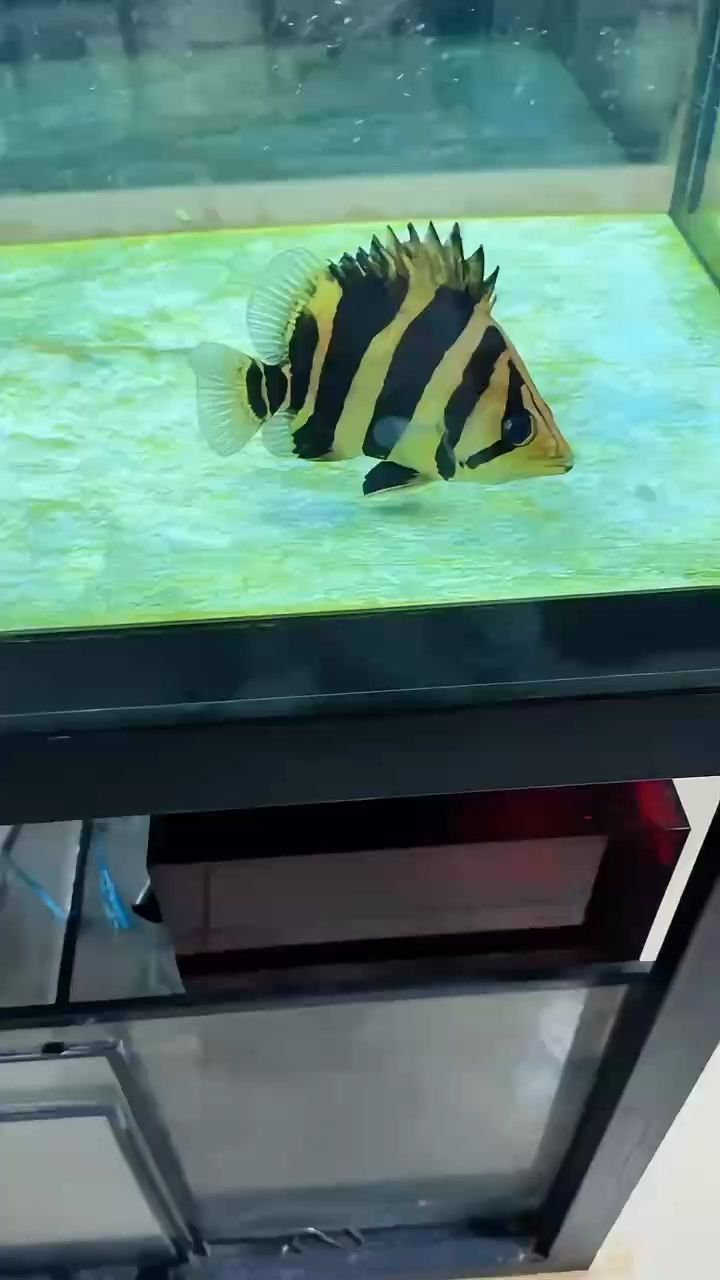真夠漂亮