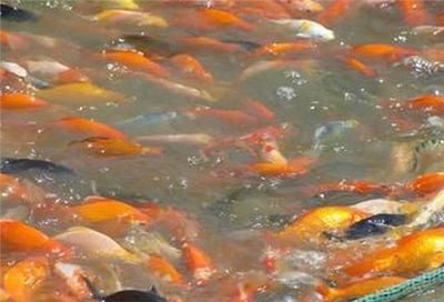 觀賞魚海魚怎么養好（養觀賞魚海魚的一些基本方法）