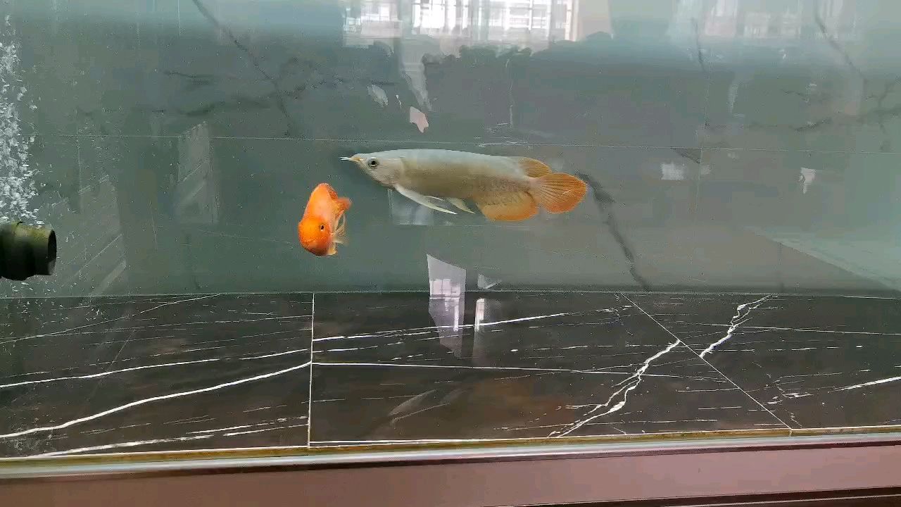 新魚入缸，記錄一下