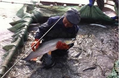 鳡魚能養魚缸里嗎（[需手動填充]魚和[需手動填充]魚的區別） 鳡魚能養魚缸里嗎（[需手動填充]魚和[需手動填充]魚的區別） 印尼大湖漁場產業聯盟 第1張
