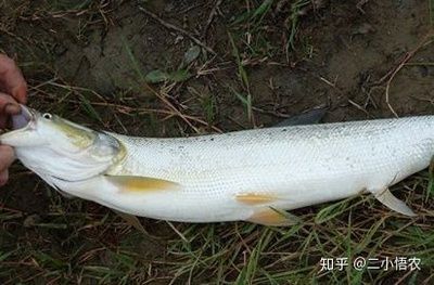 鳡魚能養魚缸里嗎（[需手動填充]魚和[需手動填充]魚的區別） 鳡魚能養魚缸里嗎（[需手動填充]魚和[需手動填充]魚的區別） 印尼大湖漁場產業聯盟 第3張