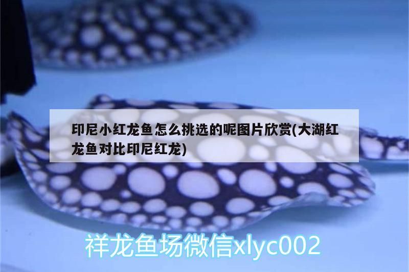 印尼小紅龍魚怎么挑選的呢圖片欣賞(大湖紅龍魚對比印尼紅龍)