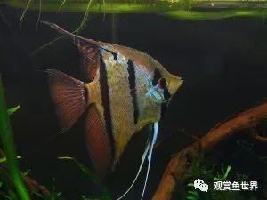 魚送人有什么忌諱？這些講究不可不知！