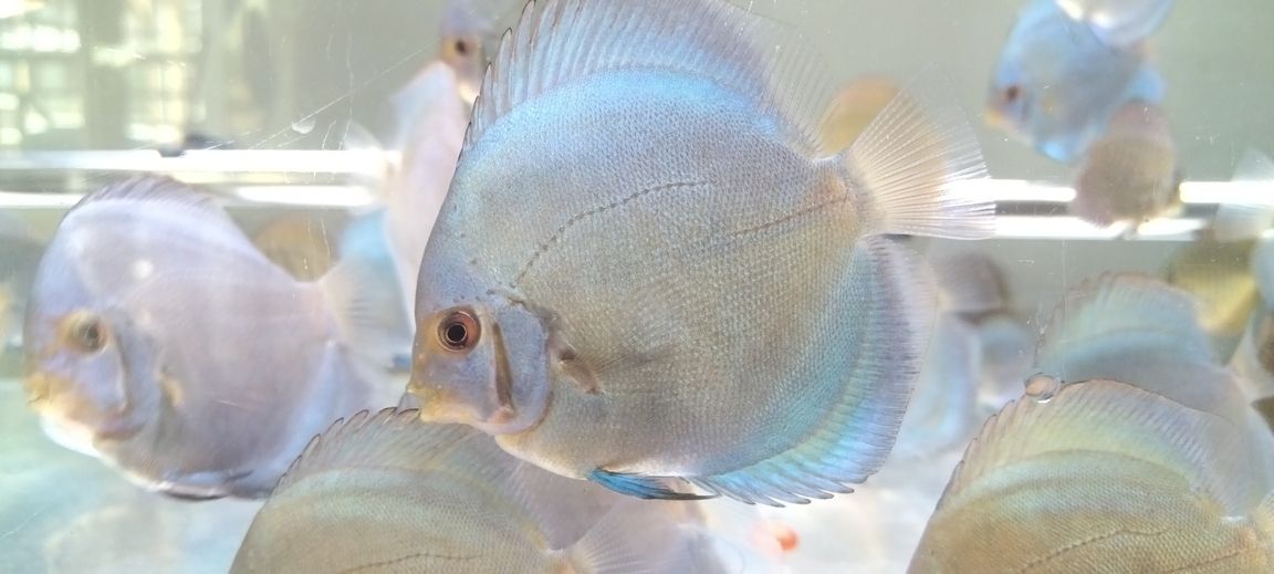 藍鉆的確有趣，暗時深藍，變換間姹紫，光線變亮又變成了七彩的霓虹。既有金屬的質感又有綢緞的高級。就顏色而言，他是不是才是真正意義上的七彩…… 藍鉆的確有趣，暗時深藍，變換間姹紫，光線變亮又變成了七彩的霓虹。既有金屬的質感又有綢緞的高級。就顏色而言，他是不是才是真正意義上的七彩…… 龍魚論壇 第1張