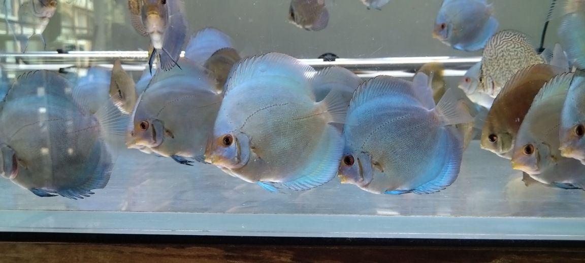 藍鉆的確有趣，暗時深藍，變換間姹紫，光線變亮又變成了七彩的霓虹。既有金屬的質感又有綢緞的高級。就顏色而言，他是不是才是真正意義上的七彩…… 藍鉆的確有趣，暗時深藍，變換間姹紫，光線變亮又變成了七彩的霓虹。既有金屬的質感又有綢緞的高級。就顏色而言，他是不是才是真正意義上的七彩…… 龍魚論壇 第3張