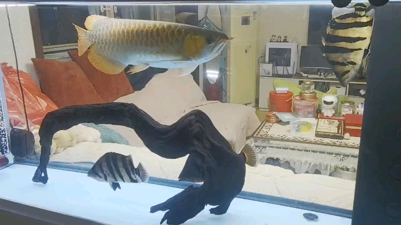 龍虎榜