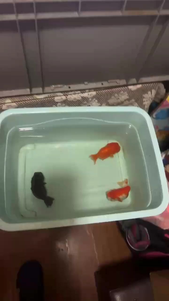 已出