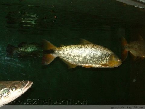 畢節可麗愛魚缸專賣店，打造水族愛好者的夢幻天堂