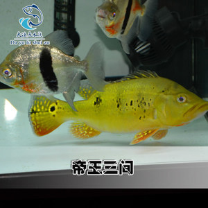 怎么能養好龍魚視頻講解一下：龍魚飼養全攻略，視頻講解助你成為養魚高手