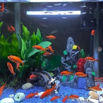 yee魚缸玻璃厚度（魚缸玻璃厚度規格）