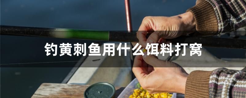 釣黃刺魚用什么餌料打窩