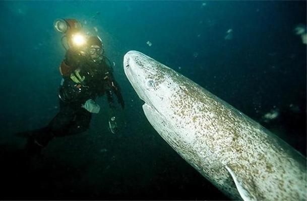 魚死亡前的征兆，如何識別并及時挽救你的愛魚