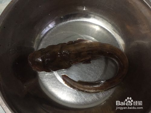 詳細(xì)閱讀:和尚魚怎么樣最佳(和尚魚的繁殖行為) 和尚魚怎么樣最佳(和尚魚的繁殖行為)