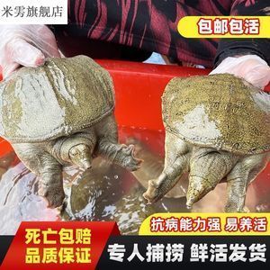 什么樣的龍魚專用飼料比較好養(yǎng)活呢，如何選擇合適的龍魚專用飼料對于養(yǎng)活龍魚的注意事項