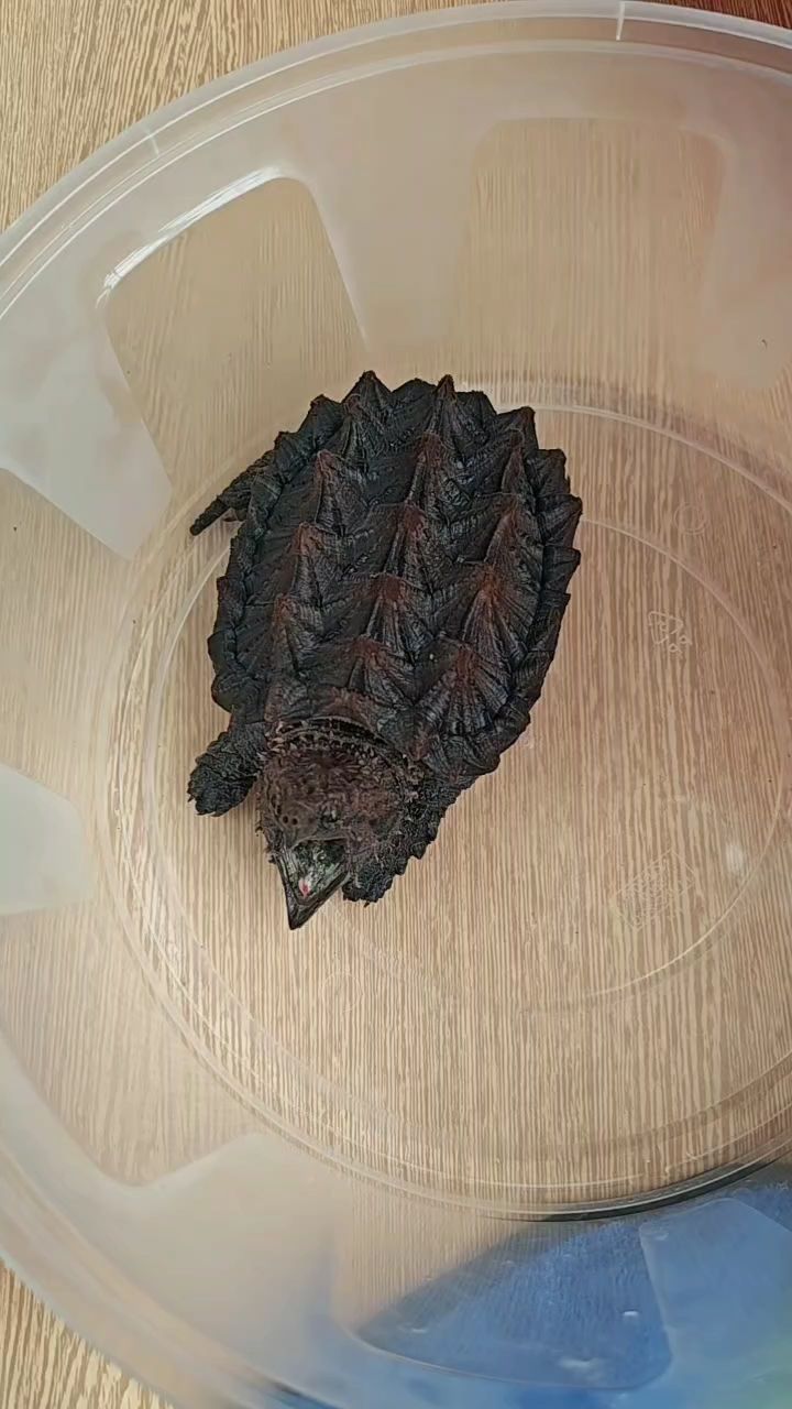 大鱷龜