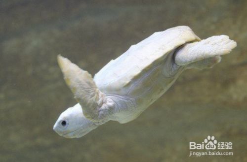 魚死了預示主人會出大事嗎？從民俗迷信到科學解釋的深度探討