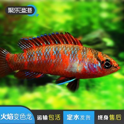 冬天觀賞魚如何發快遞（冬天發快遞觀賞魚需要注意保暖措施以確保觀賞魚運輸過程中存活）