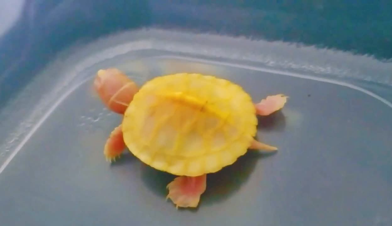 魚死了是替主人擋災嗎？民間信仰與現代科學的碰撞