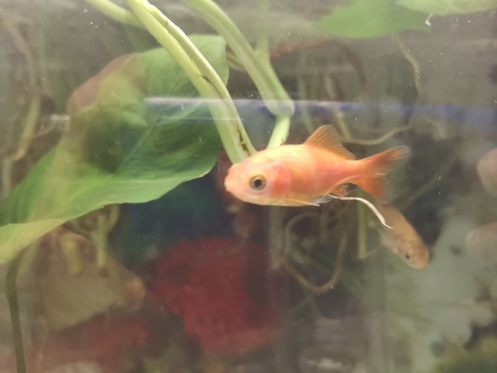 銀龍魚跳出魚缸會死嗎（我家養的銀龍魚突然的往水族箱外面蹦，而且）