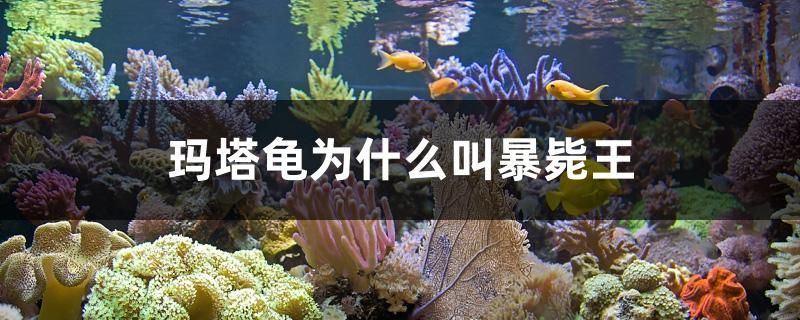 瑪塔龜為什么叫暴斃王