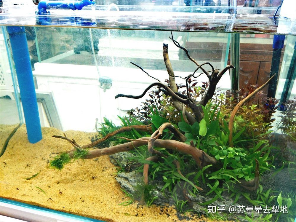 80公分魚缸造景視頻：80公分原生缸造景視頻