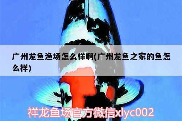 廣州龍魚漁場怎么樣啊(廣州龍魚之家的魚怎么樣) 廣州龍魚漁場怎么樣啊(廣州龍魚之家的魚怎么樣) 龍魚之家