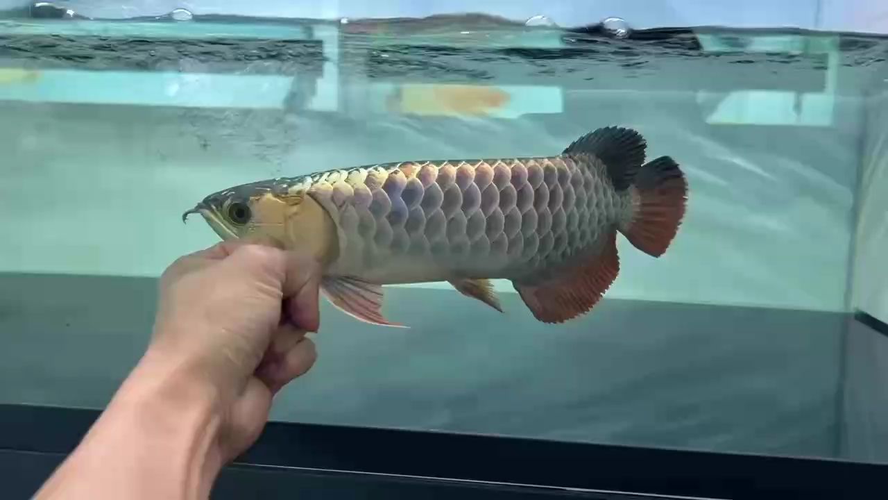 很版正的一條魚