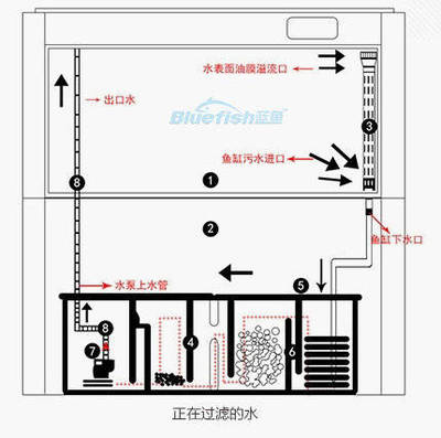 細(xì)菌球可以直接放在魚缸里嗎（細(xì)菌球可以直接放在魚缸里嗎）