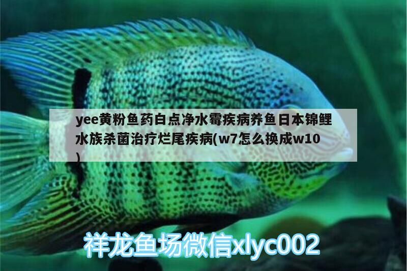 yee黃粉魚藥白點凈水霉疾病養魚日本錦鯉水族殺菌治療爛尾疾病(w7怎么換成w10)