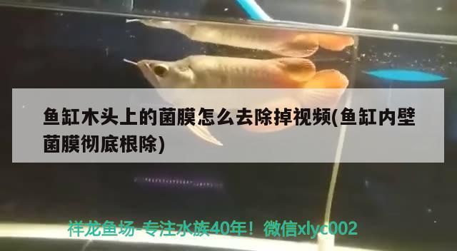 魚缸木頭上的菌膜怎么去除掉視頻(魚缸內壁菌膜徹底根除)