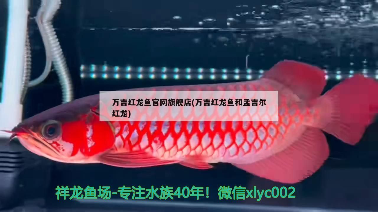 萬(wàn)吉紅龍魚(yú)官網(wǎng)旗艦店(萬(wàn)吉紅龍魚(yú)和孟吉爾紅龍)