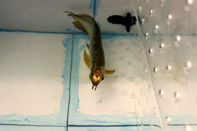 什么叫做過背金龍魚呢：關(guān)于過背金龍魚的詳細解釋