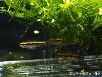 觀賞魚最大的優(yōu)點是（觀賞魚的優(yōu)點與特點）