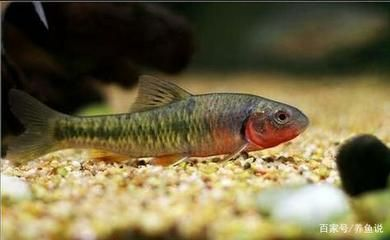 觀賞魚最大的優(yōu)點是（觀賞魚的優(yōu)點與特點）