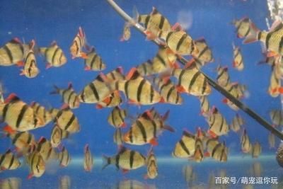 觀賞魚最大的優點是（觀賞魚的優點與特點）