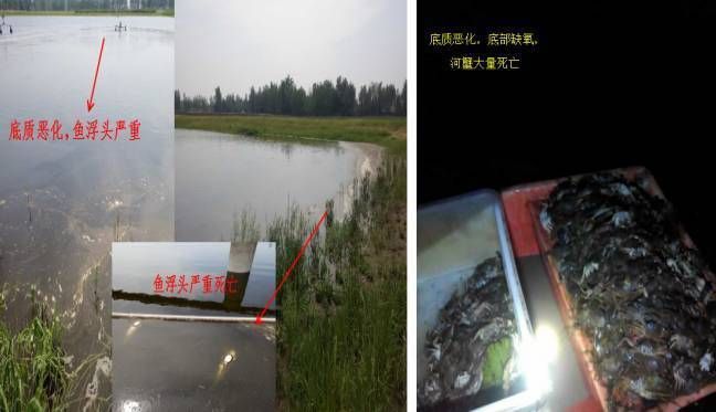 蘇虎苗高溫下水質管理方法，蘇虎苗養殖池塘設計要點高溫下蘇虎苗疾病預防方法 蘇虎苗高溫下水質管理方法，蘇虎苗養殖池塘設計要點高溫下蘇虎苗疾病預防方法 虎魚百科 第5張