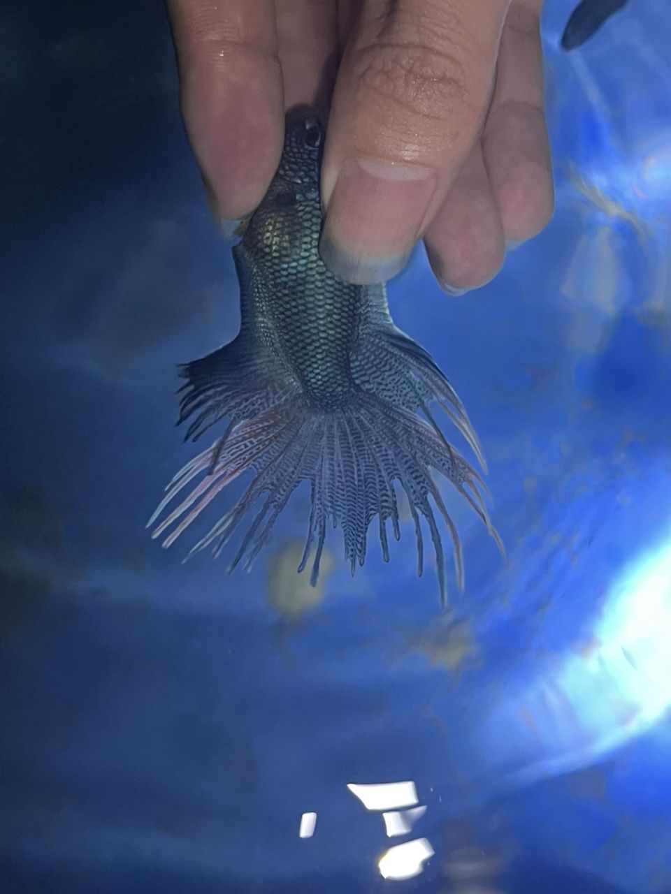 給你們看看我的斗魚，多骨無紋藍基因