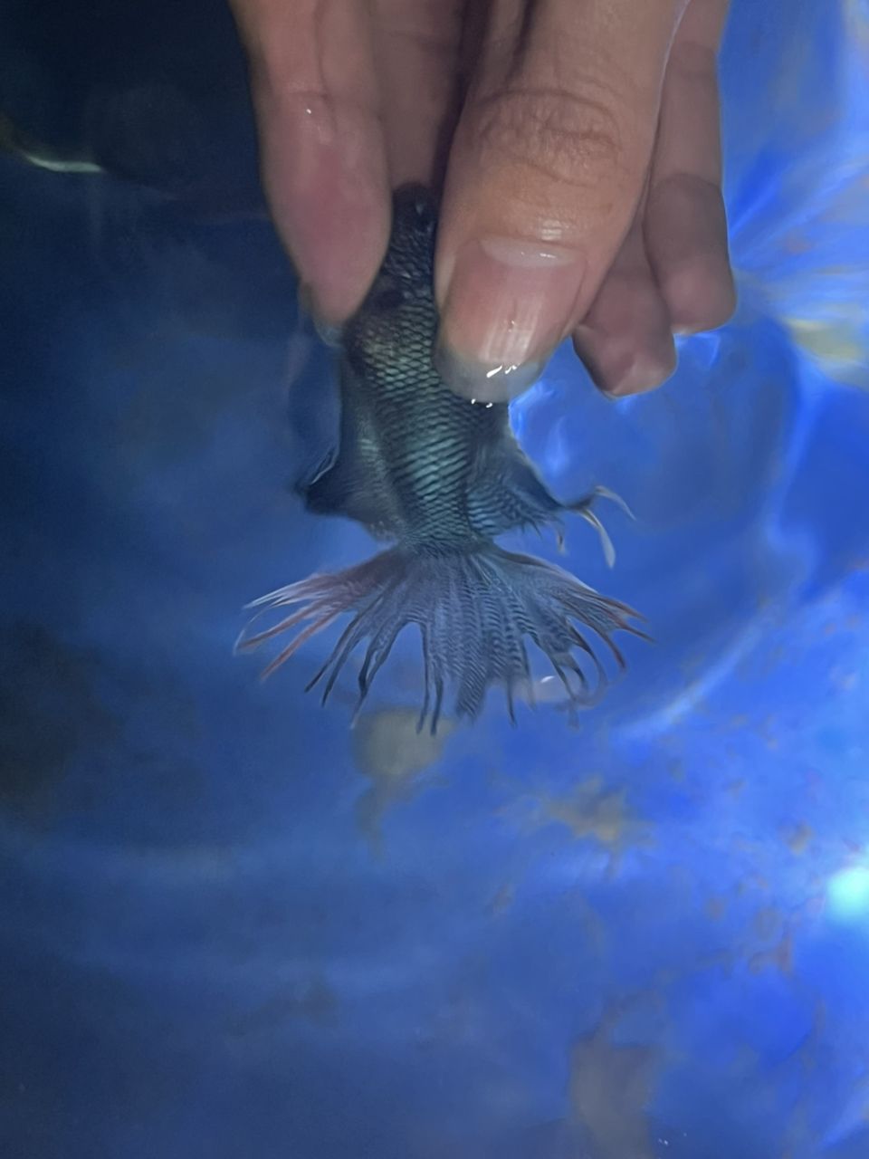 給你們看看我的斗魚，多骨無紋藍基因