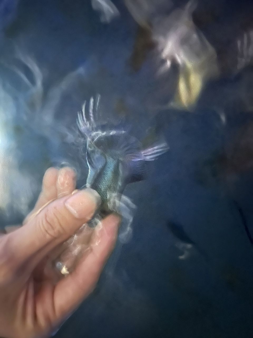 給你們看看我的斗魚，多骨無紋藍基因