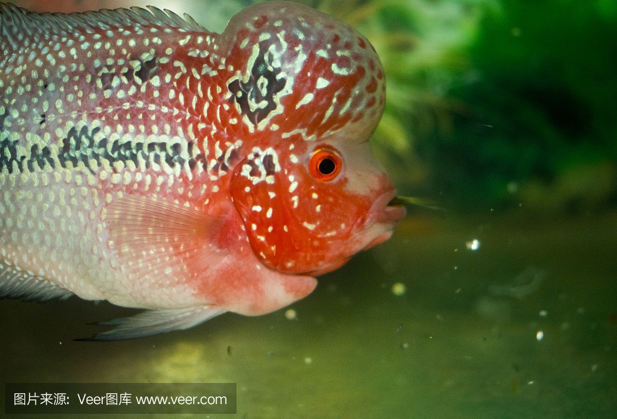 紅頭麗體魚(紅頭麗體魚的基本知識) 立達金龍魚 第1張 紅頭麗體魚(紅頭麗體魚的基本知識) 紅頭麗體魚(紅頭麗體魚的基本知識) 立達金龍魚 第1張