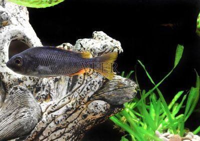紅頭麗體魚(紅頭麗體魚的基本知識) 立達金龍魚 第3張 紅頭麗體魚(紅頭麗體魚的基本知識) 紅頭麗體魚(紅頭麗體魚的基本知識) 立達金龍魚 第3張
