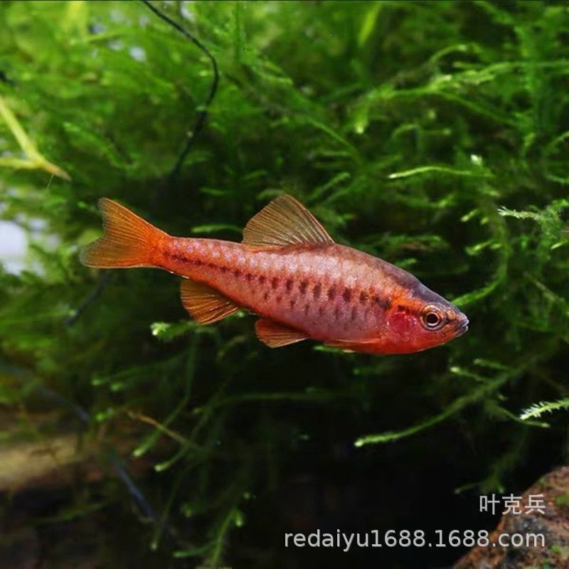 觀賞魚漂亮寶貝（漂亮寶貝鳉魚的家庭繁殖指南）