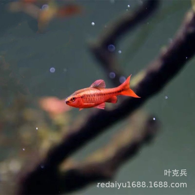 觀賞魚漂亮寶貝（漂亮寶貝鳉魚的家庭繁殖指南）