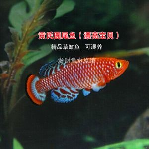 觀賞魚漂亮寶貝(漂亮寶貝鳉魚的家庭繁殖指南) 帝龍漁業 第4張 觀賞魚漂亮寶貝(漂亮寶貝鳉魚的家庭繁殖指南) 觀賞魚漂亮寶貝(漂亮寶貝鳉魚的家庭繁殖指南) 帝龍漁業 第4張