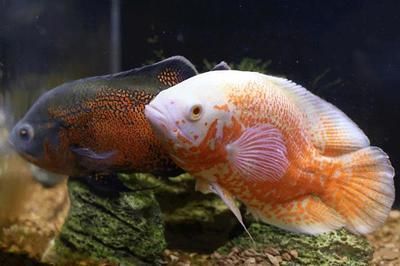 地圖魚能吃嗎（南美洲亞馬遜河流域地圖魚的飼養技巧地圖魚的飼養技巧）